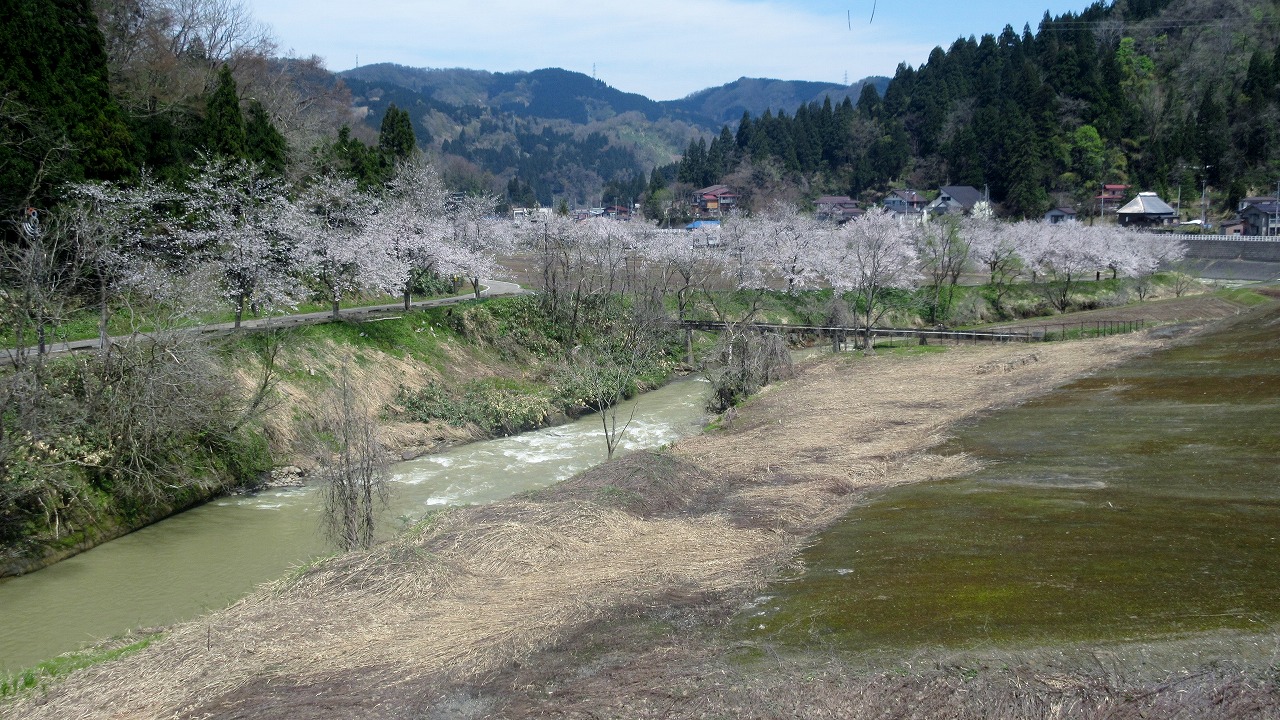 安塚区桜ロード満開Uターン_b0163804_1953426.jpg