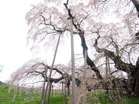 福島　三春の滝桜(2015.04.20)_e0245404_2121947.jpg