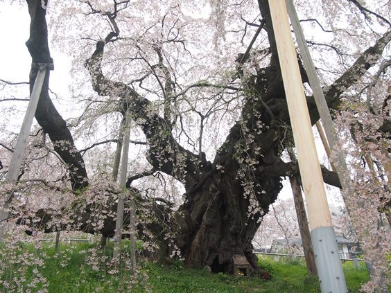 福島　三春の滝桜(2015.04.20)_e0245404_212226.jpg