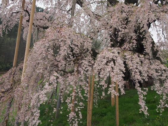 福島　三春の滝桜(2015.04.20)_e0245404_2131226.jpg