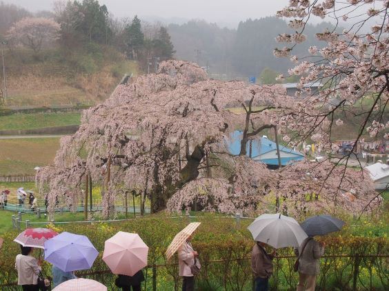 福島　三春の滝桜(2015.04.20)_e0245404_2152185.jpg