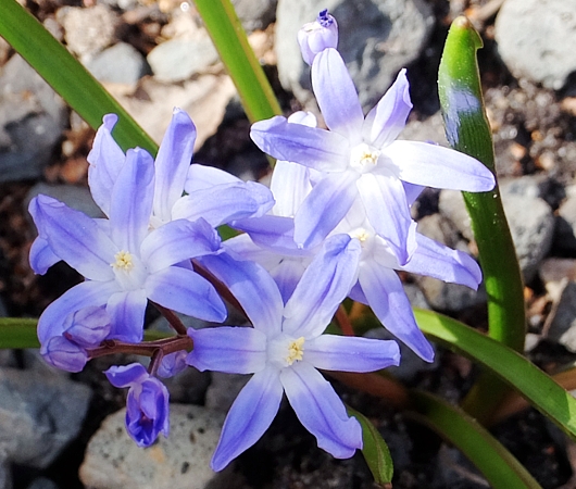 春のお花もチラホラと・・・ NYの空中公園ハイライン_b0007805_1071861.jpg