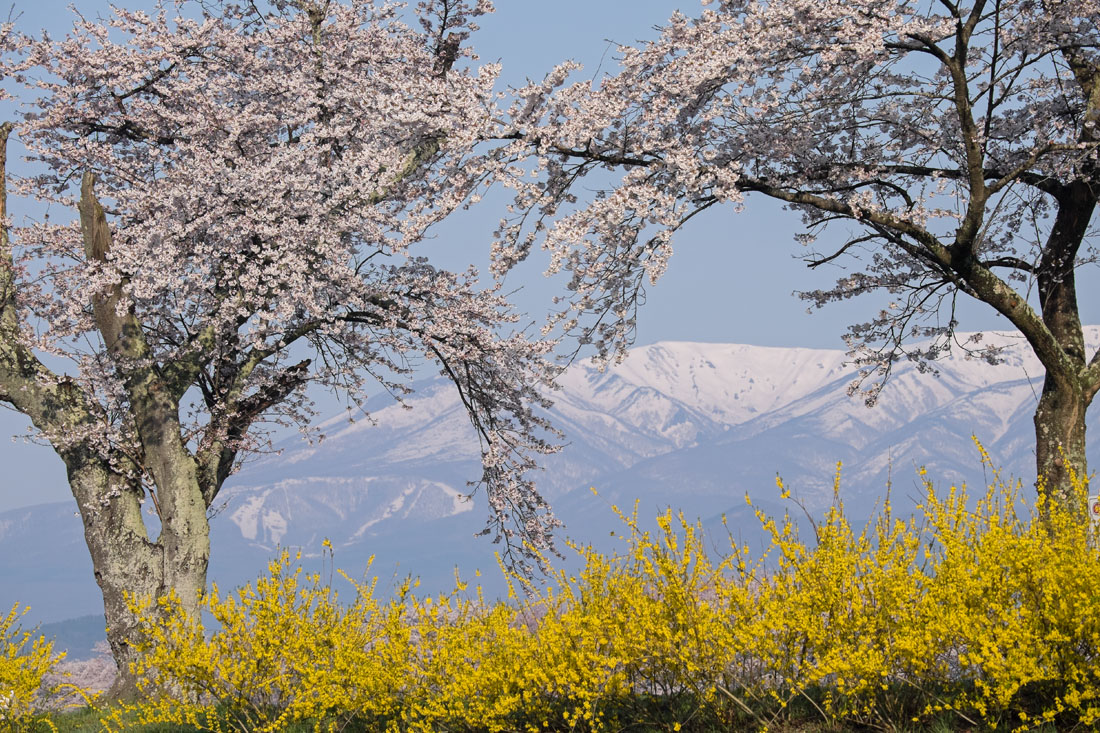 一目千本桜(2)_b0221605_9202437.jpg