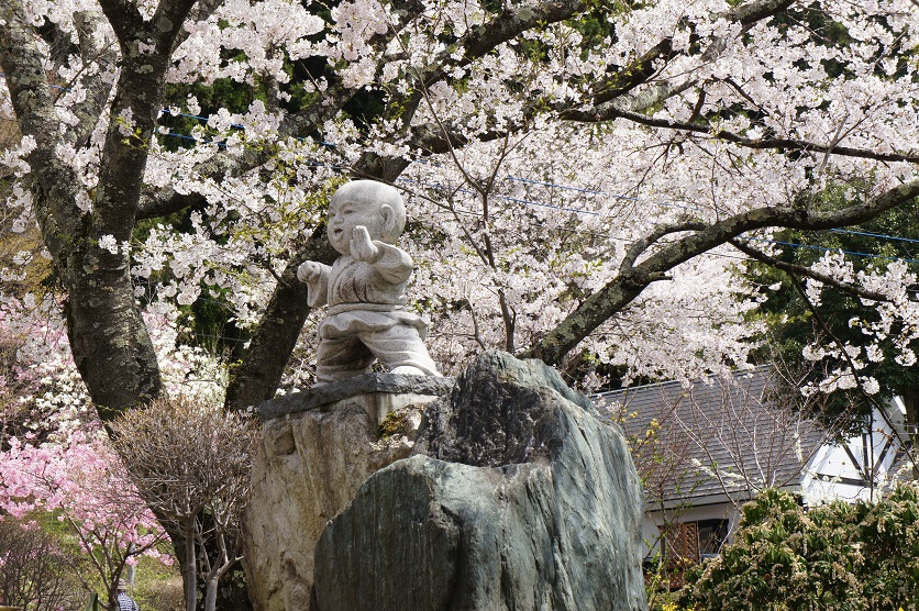 発地の一本桜_b0112909_21552757.jpg