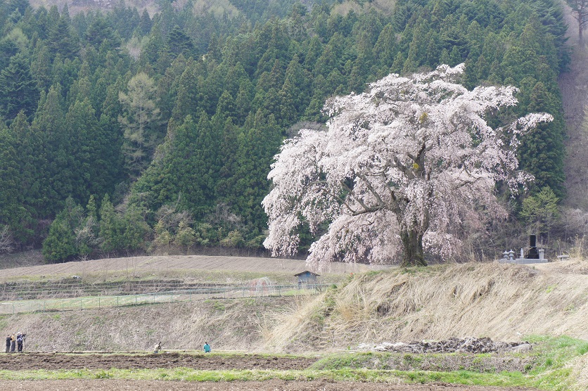 発地の一本桜_b0112909_22397.jpg