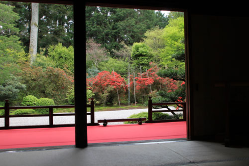 新緑とツツジ 曼殊院_e0048413_2294177.jpg