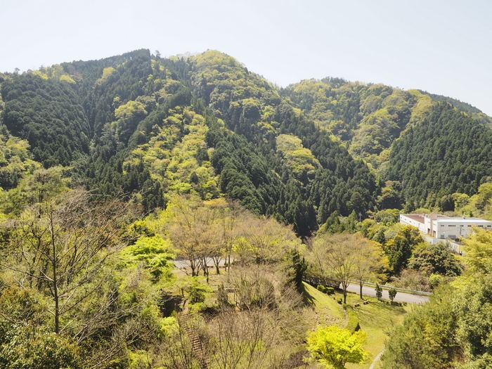 新緑の山々_c0116915_23544124.jpg