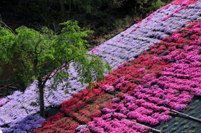 白石さんの写真です　　　田島の芝桜_a0300121_19183337.jpg