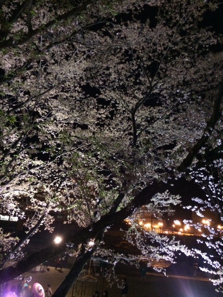 温泉。桜。花火。_f0143521_0371220.jpg