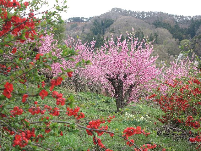 花見山の花々(４月１５日）_d0069623_21411359.jpg