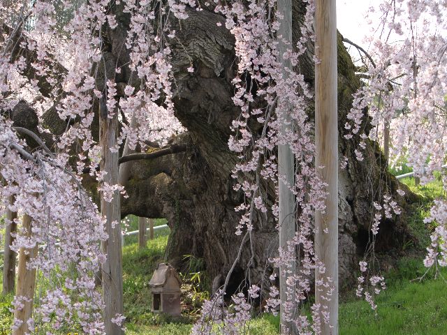 鶴ヶ城と三春の滝桜(４月１６日）_d0069623_2219305.jpg