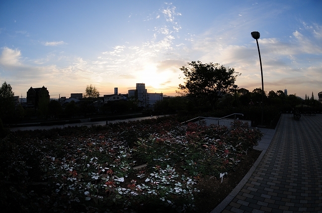 \" ばら公園＆緑町公園 \"_f0350223_09183749.jpg