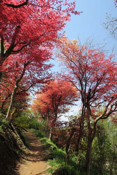 花見山公園と三春の滝桜・・・・福島県_f0147025_21341556.jpg
