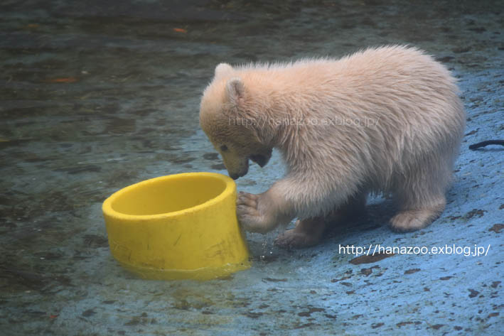 おてんば ホッキョクグマの赤ちゃん 今日ものんびり動物園