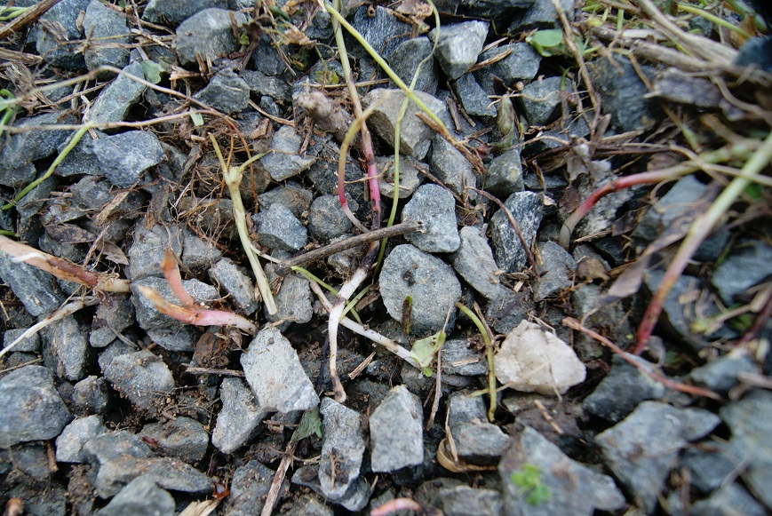 c0298740_6103453.jpg