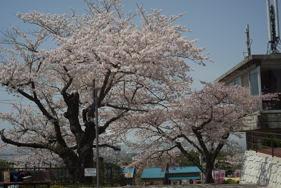 #2322 石巻散歩-鹿島御児神社の桜(2)_b0171150_2421375.jpg