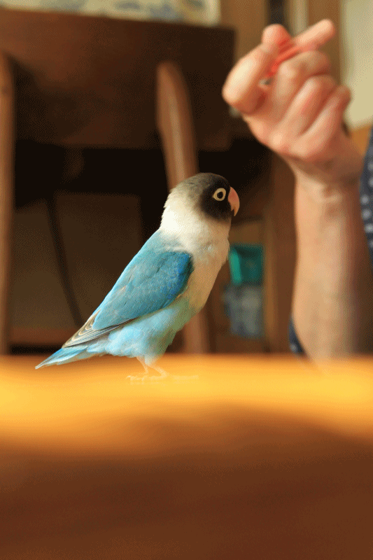 c0145250_15575539.gif