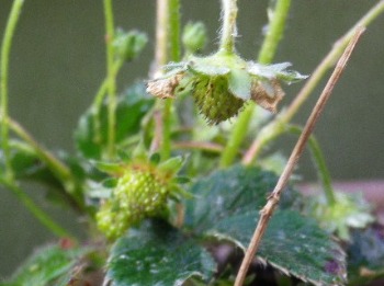 b0239151_12241831.jpg