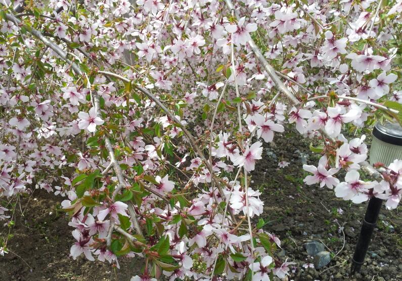 枝垂桜満開です♪_c0151053_19140044.jpg