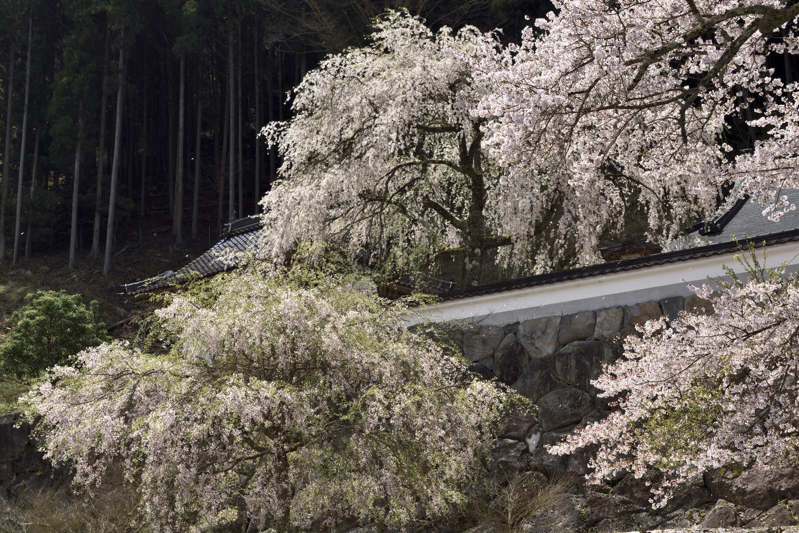 毎年訪れる桜Ⅵ　　　　兵庫県朝来市_d0286954_06131235.jpg