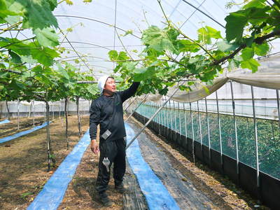 熊本ぶどう 社方園 ぶどうの成長の3段階!蕾、花、着果、摘粒!匠の惜しまぬ手間ひま その1_a0254656_18543231.jpg