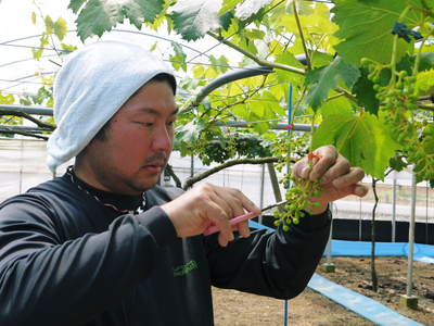 熊本ぶどう 社方園 ぶどうの成長の3段階!蕾、花、着果、摘粒!匠の惜しまぬ手間ひま その1_a0254656_186598.jpg