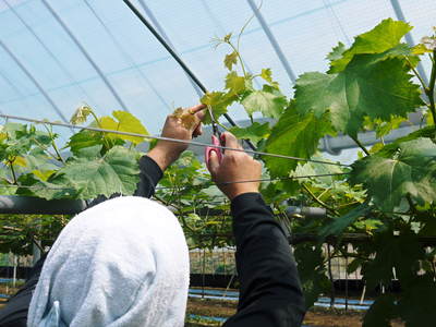 熊本ぶどう 社方園 ぶどうの成長の3段階!蕾、花、着果、摘粒!匠の惜しまぬ手間ひま その1_a0254656_19125264.jpg