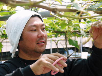 熊本ぶどう 社方園 ぶどうの成長の3段階!蕾、花、着果、摘粒!匠の惜しまぬ手間ひま その1_a0254656_19591046.jpg