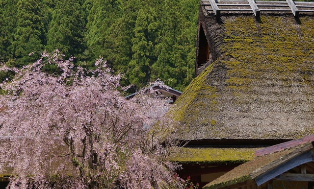 里山の春 美山かやぶきの里・北村_b0063958_23515786.jpg