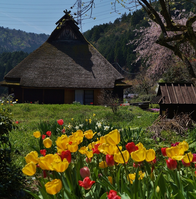 里山の春 美山かやぶきの里・北村_b0063958_23535710.jpg