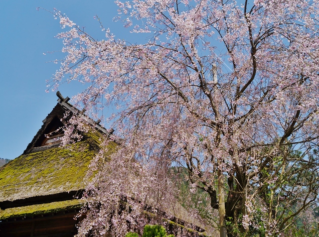 里山の春 美山かやぶきの里・北村_b0063958_23544222.jpg