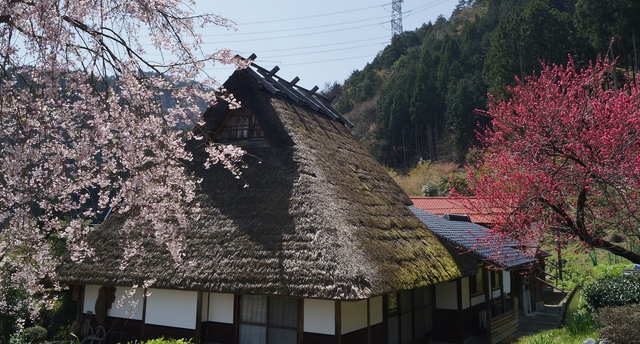 里山の春 美山かやぶきの里・北村_b0063958_23584398.jpg