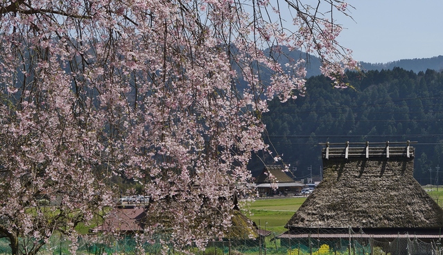 里山の春 美山かやぶきの里・北村_b0063958_2358830.jpg