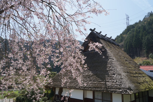 里山の春 美山かやぶきの里・北村_b0063958_23591373.jpg