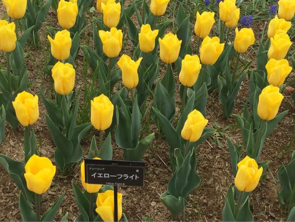 Flower Festival 2015＠昭和記念公園その②_c0089360_021426.jpg