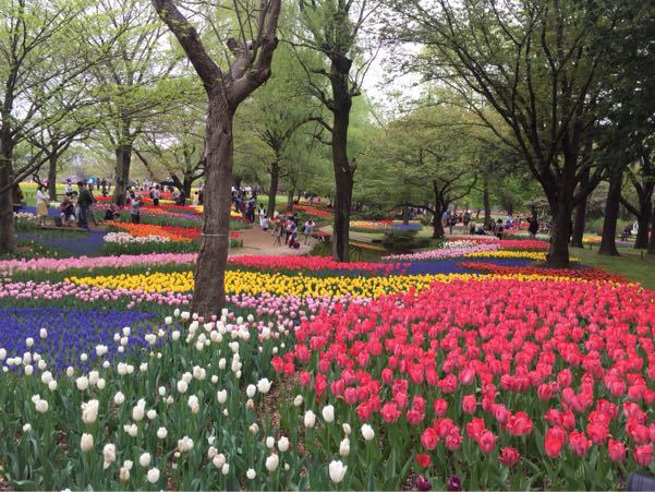 Flower Festival 2015＠昭和記念公園その②_c0089360_0243898.jpg