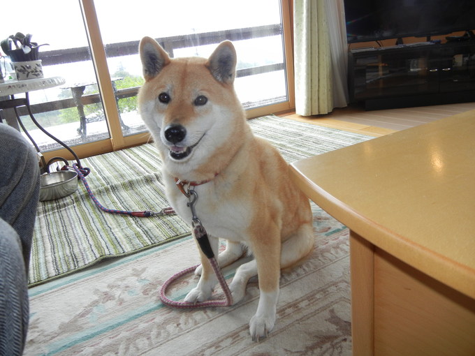 ’15,4,22(水)最初は波乱万丈な伊豆の旅!_f0060461_1134810.jpg