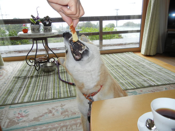 ’15,4,22(水)最初は波乱万丈な伊豆の旅!_f0060461_13514048.jpg