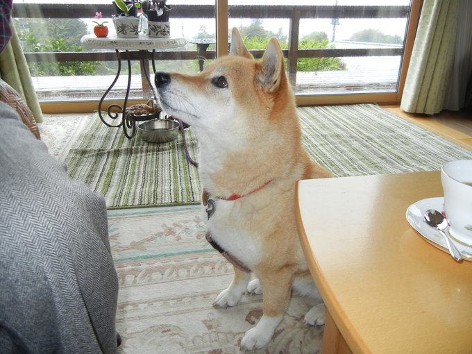 ’15,4,22(水)最初は波乱万丈な伊豆の旅!_f0060461_1410255.jpg