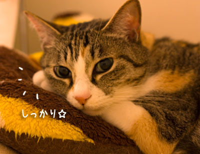 a0119470_0564867.jpg
