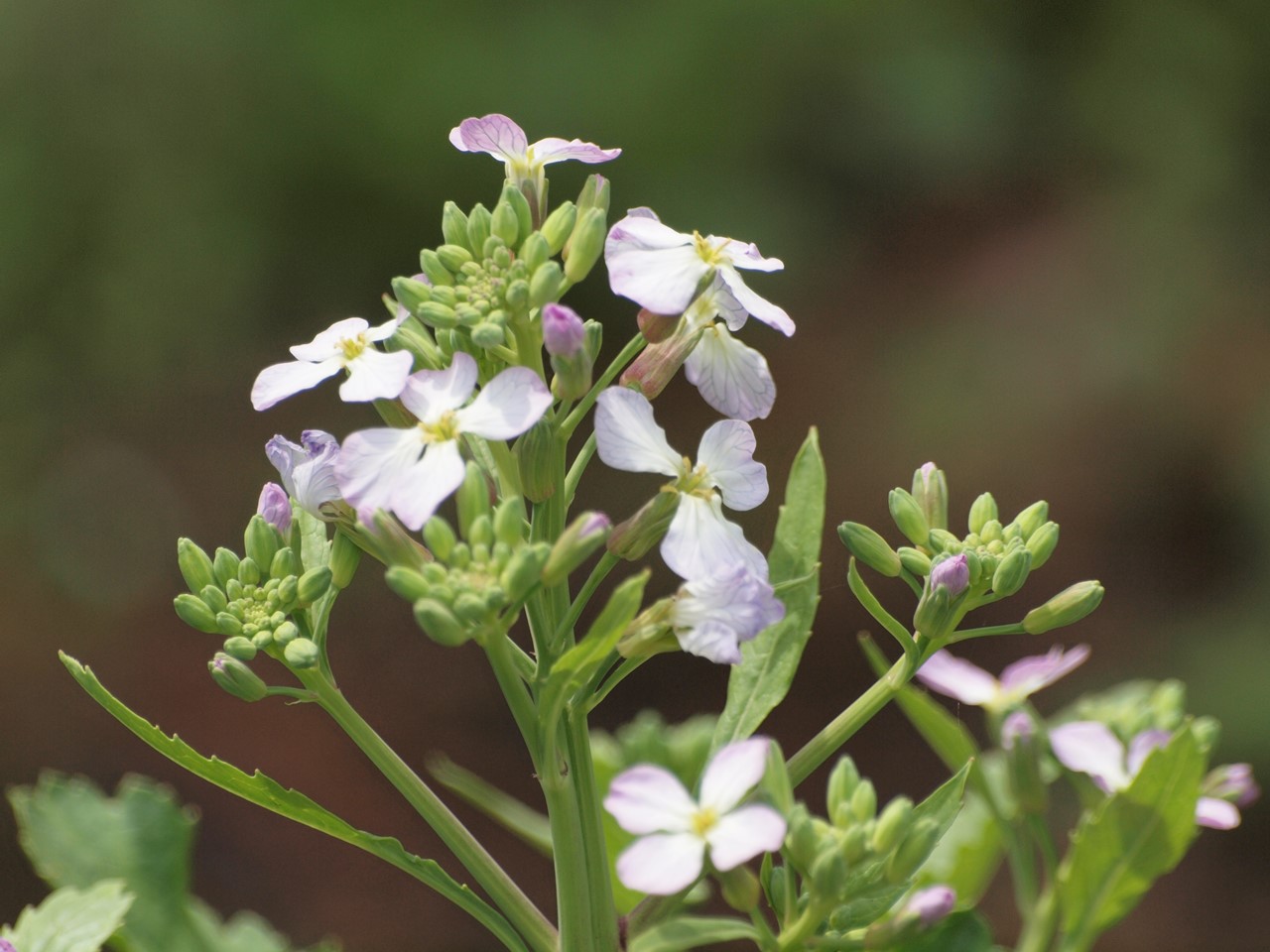 編笠百合 アミガサユリ と甜茶 テンチャ と翁草 オキナグサ と中国大根 チュウゴクダイコン の花 自然風の自然風だより
