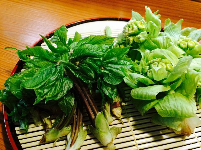 山菜の季節始まる!_c0092877_9562841.jpg