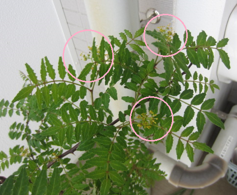 f0234590_1811387.png
