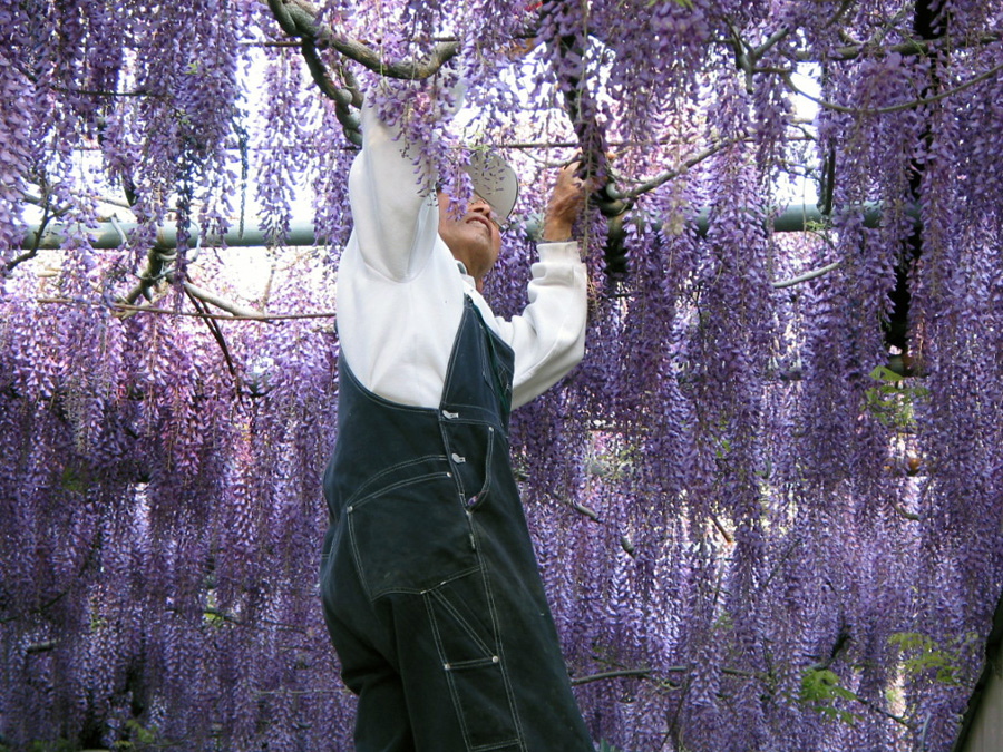 梶本家の藤の花 熊野街道信達宿の野田藤 泉南の四季 梶本家の藤の花 熊野街道信達宿の野田藤 泉南の四季