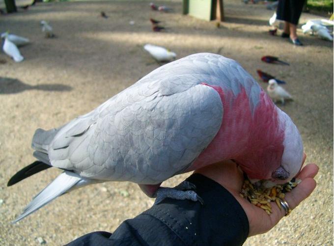 ロリちゃんのライバル現る～モモイロインコ～_f0346196_07150788.jpg