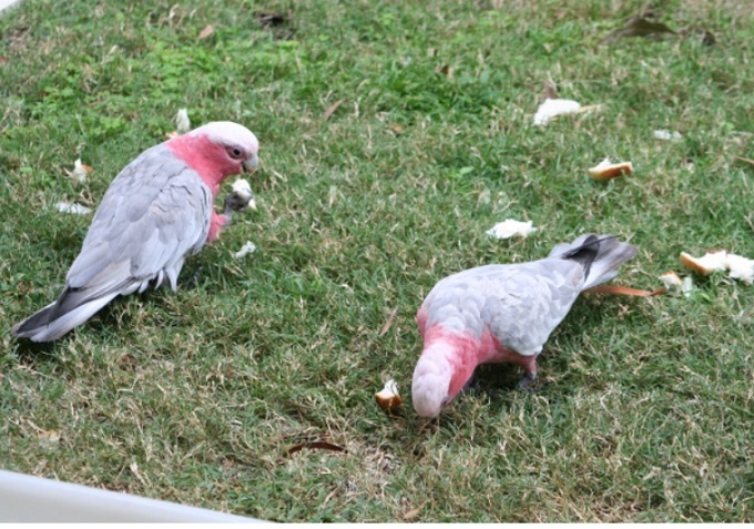 ロリちゃんのライバル現る～モモイロインコ～_f0346196_07500584.jpg