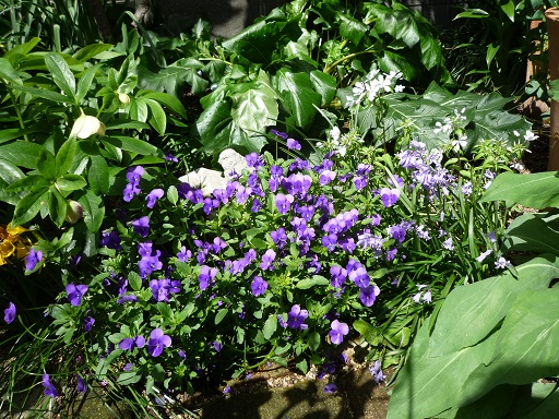 ウチの庭も春の花から初夏の花への移行時期です_e0234004_19132863.jpg