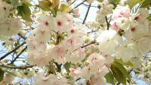 花がまだまだ咲き誇るお庭_f0211506_21003244.jpg
