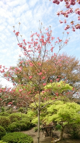 花がまだまだ咲き誇るお庭_f0211506_21003373.jpg