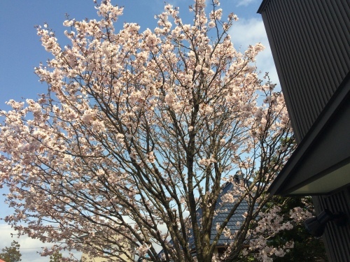 桜の季節です。_f0326409_17344121.jpg